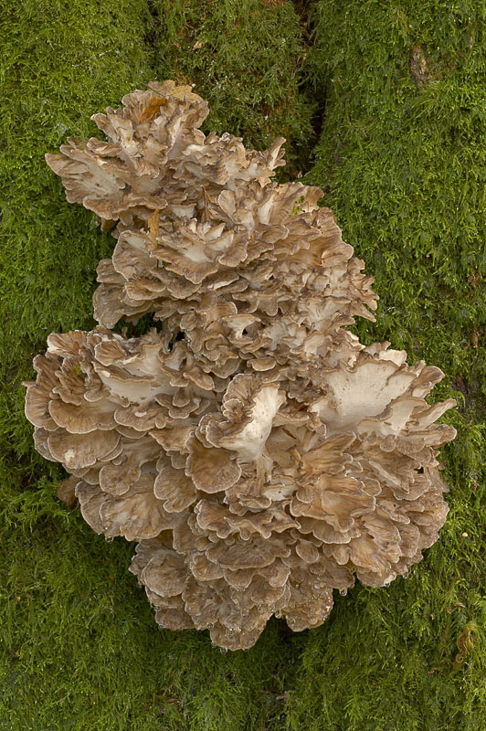 Grifola frondosa